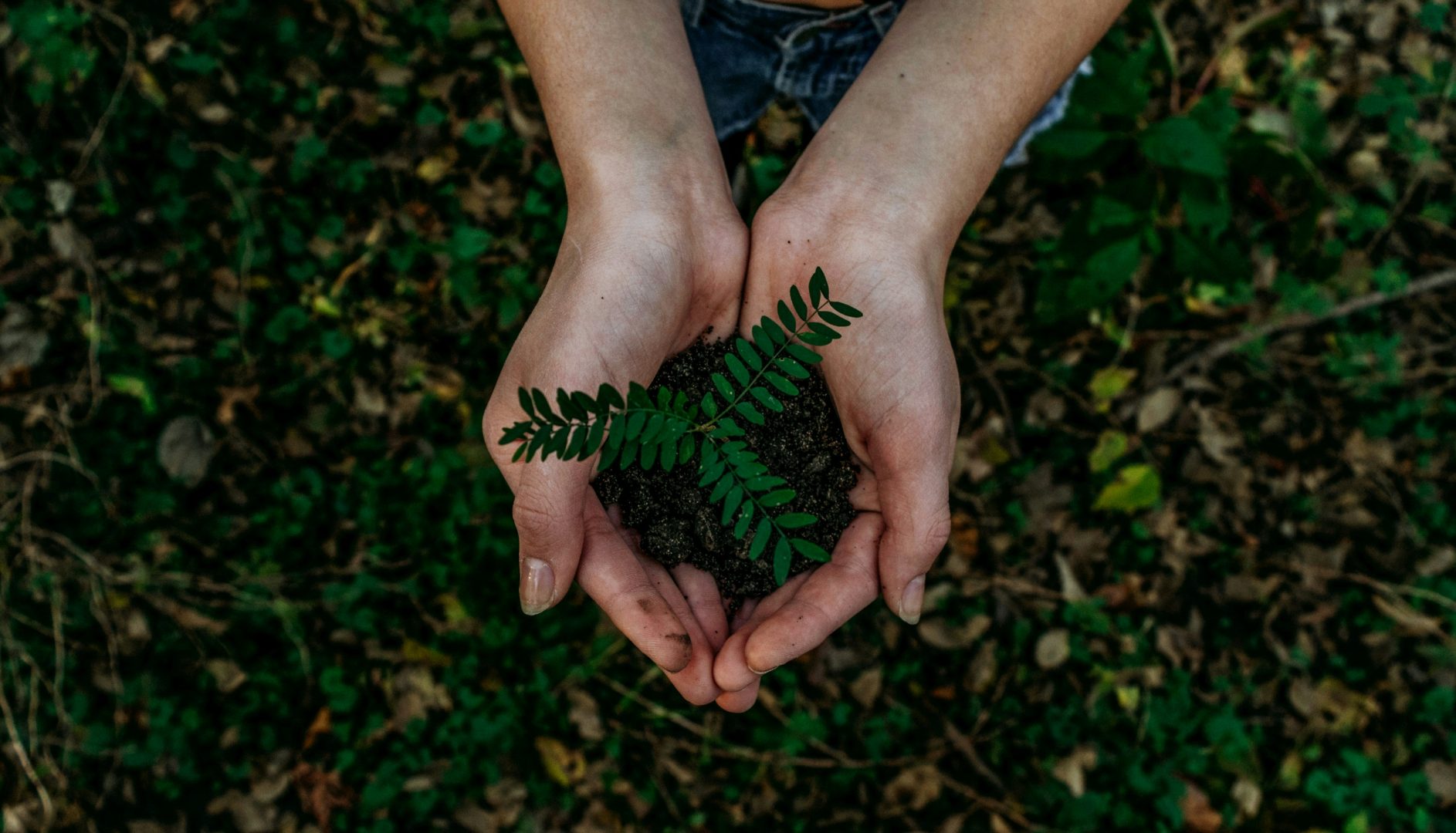 holding soil in the palm of two hands